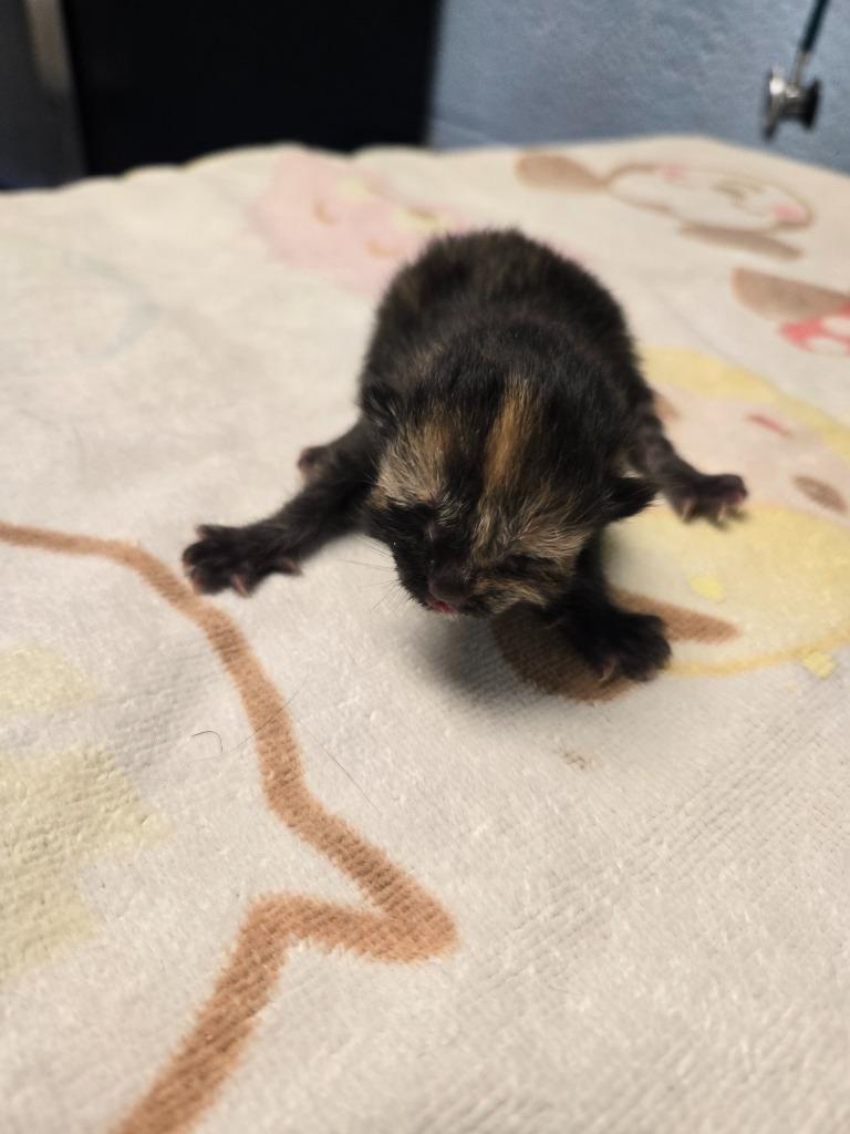 Pop Tart, Adoptable, Kitten Female Domestic Short Hair.