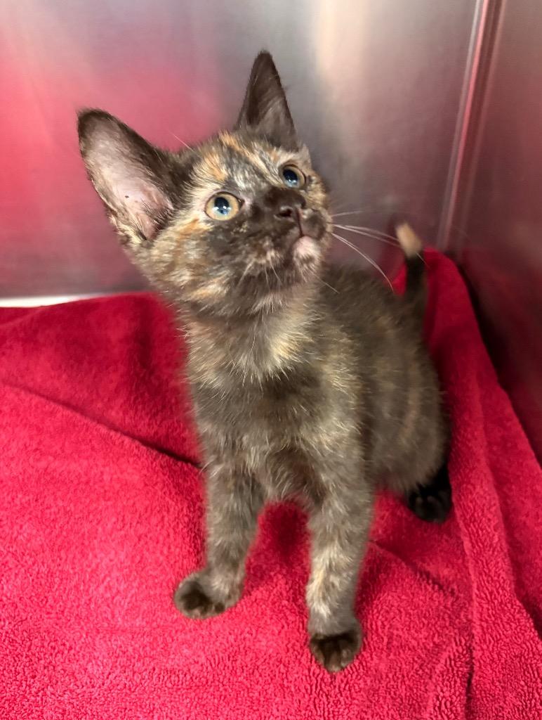 Pop Tart, a Adoptable mixed breed in Detroit, MI image 2/3