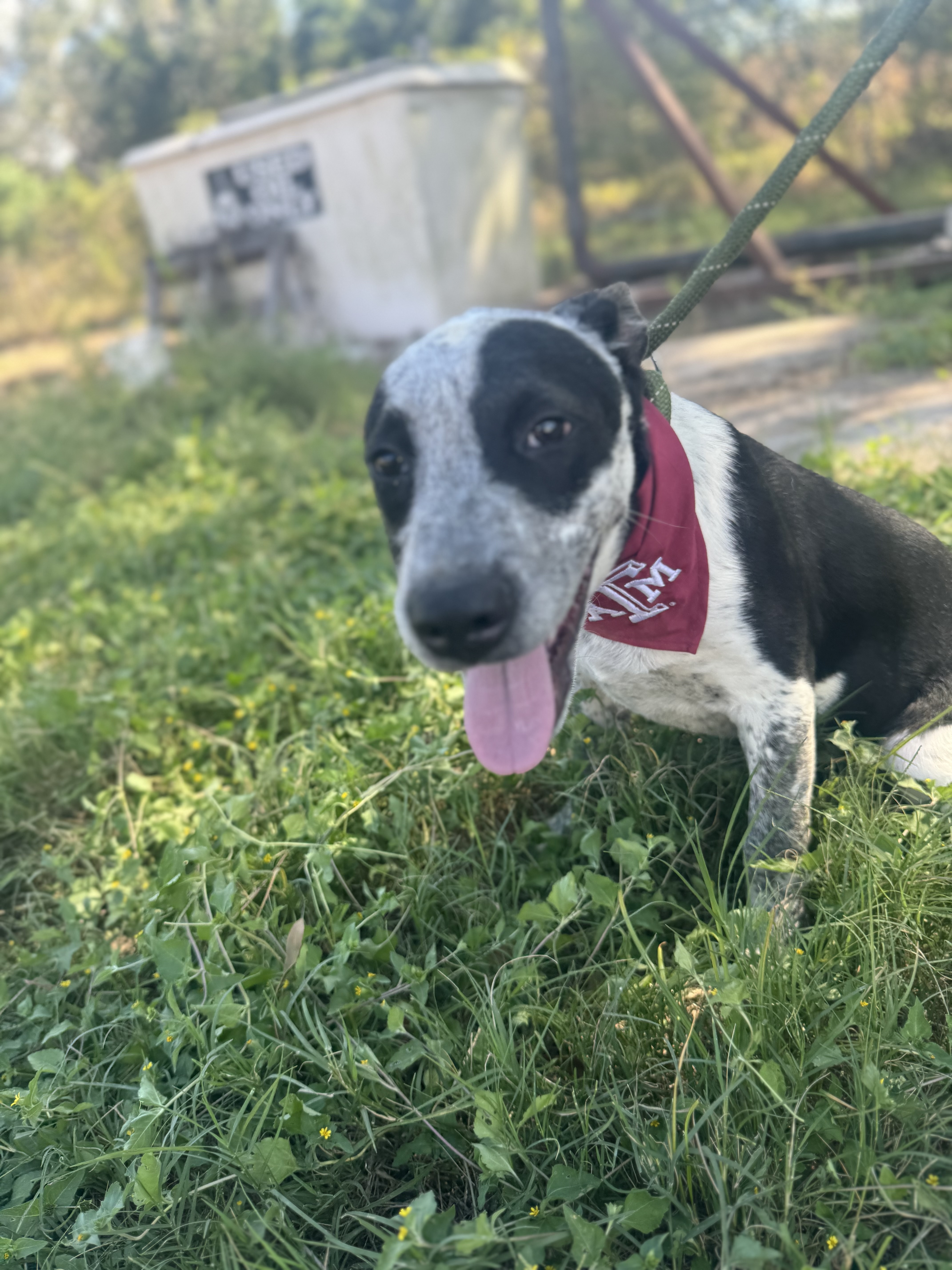 Dog for adoption Bronx, a Mixed Breed in Houston, TX Petfinder