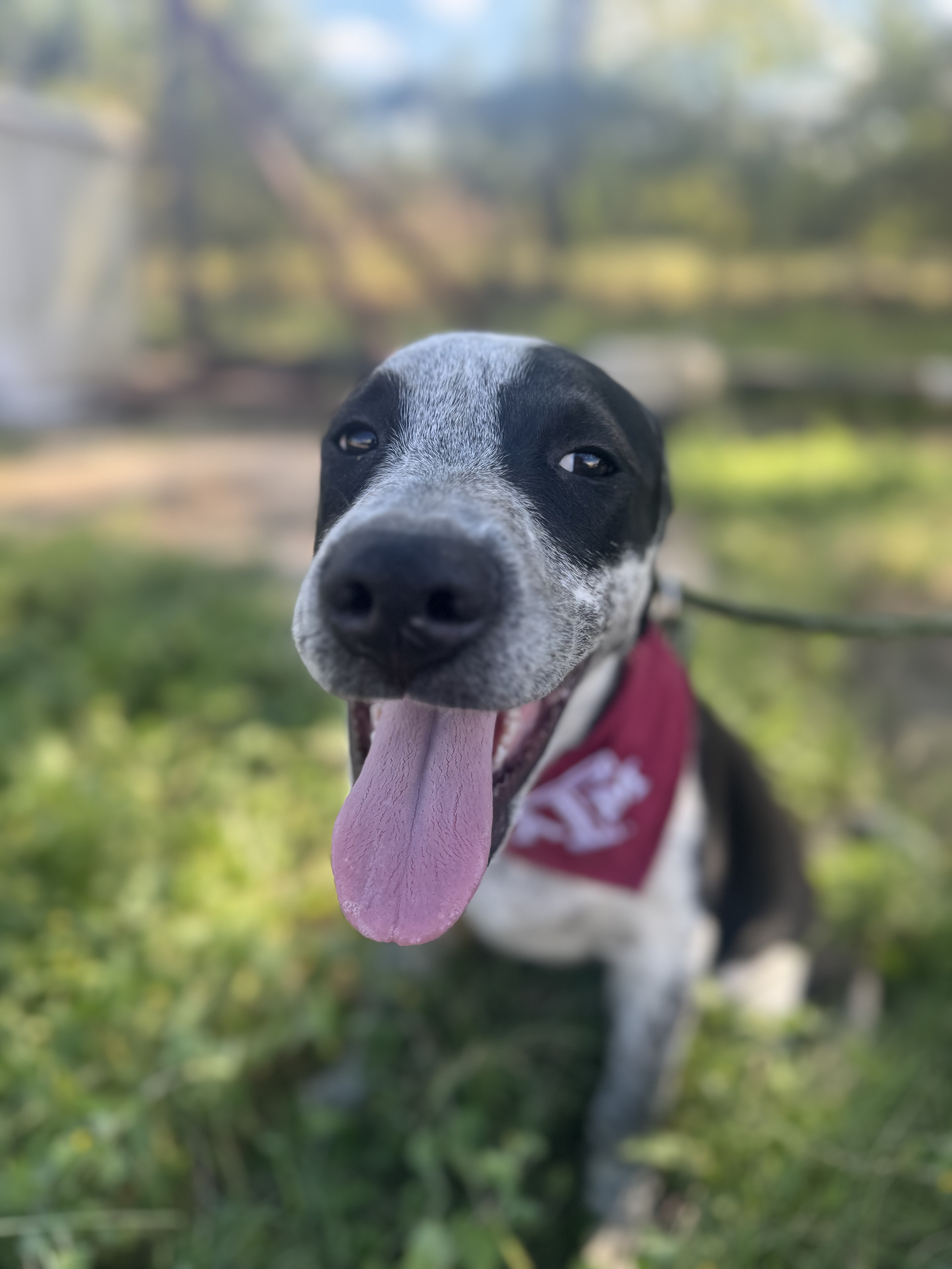 Dog for adoption Bronx, a Mixed Breed in Houston, TX Petfinder