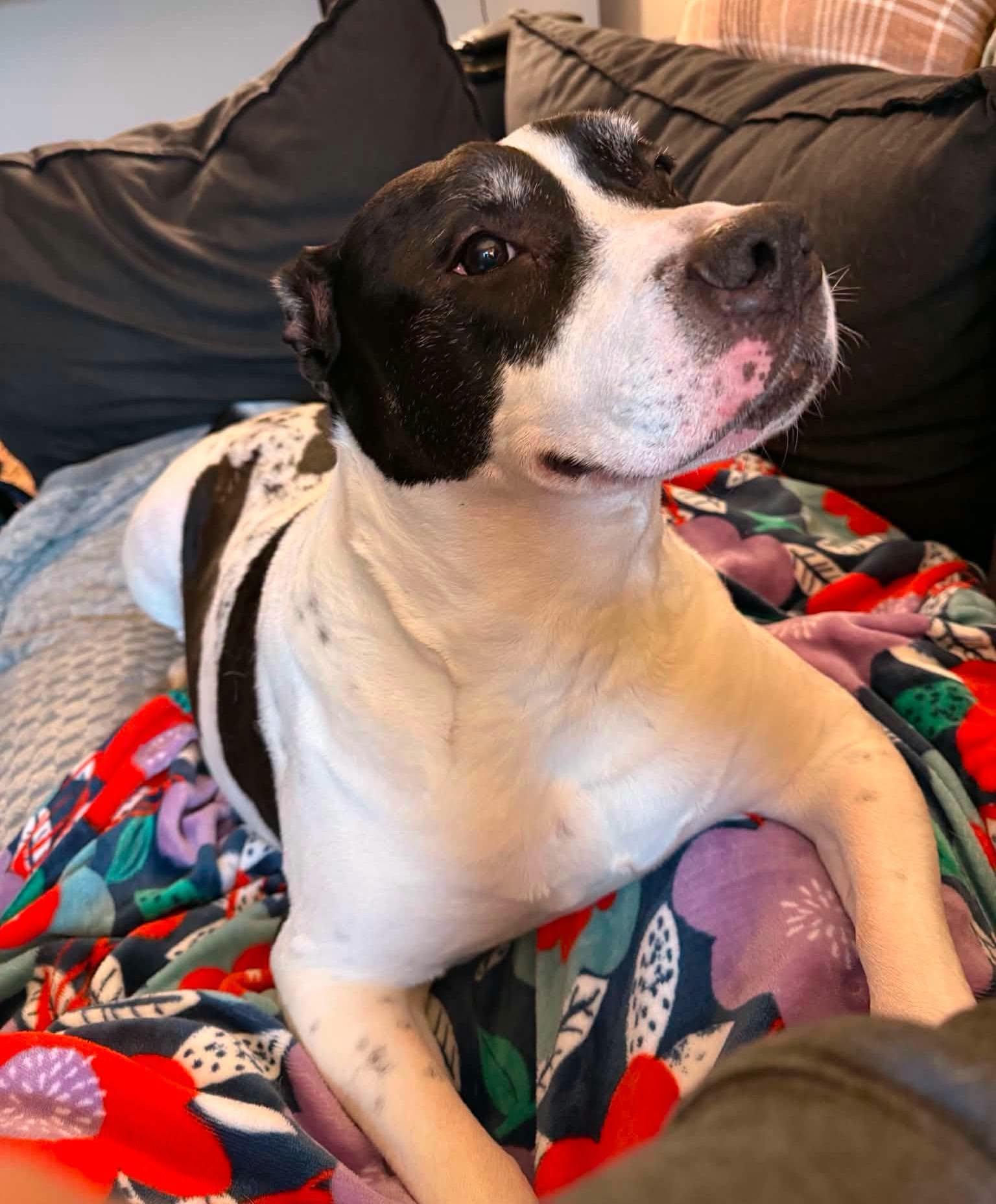 Scotty, Adoptable, Adult Male Mixed Breed.