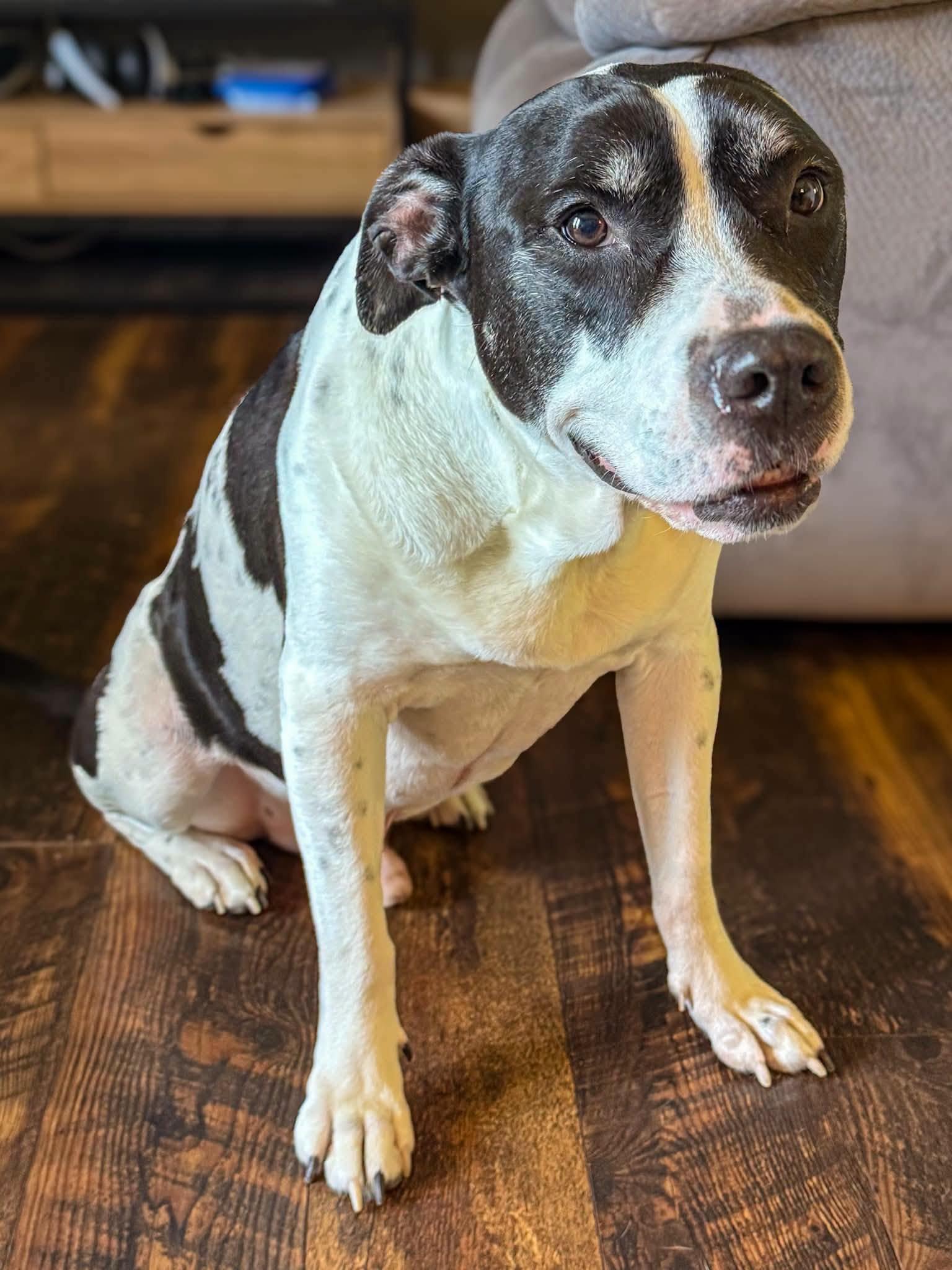 Scotty, a Adoptable Mixed Breed in Fairmont, WV image 3/3