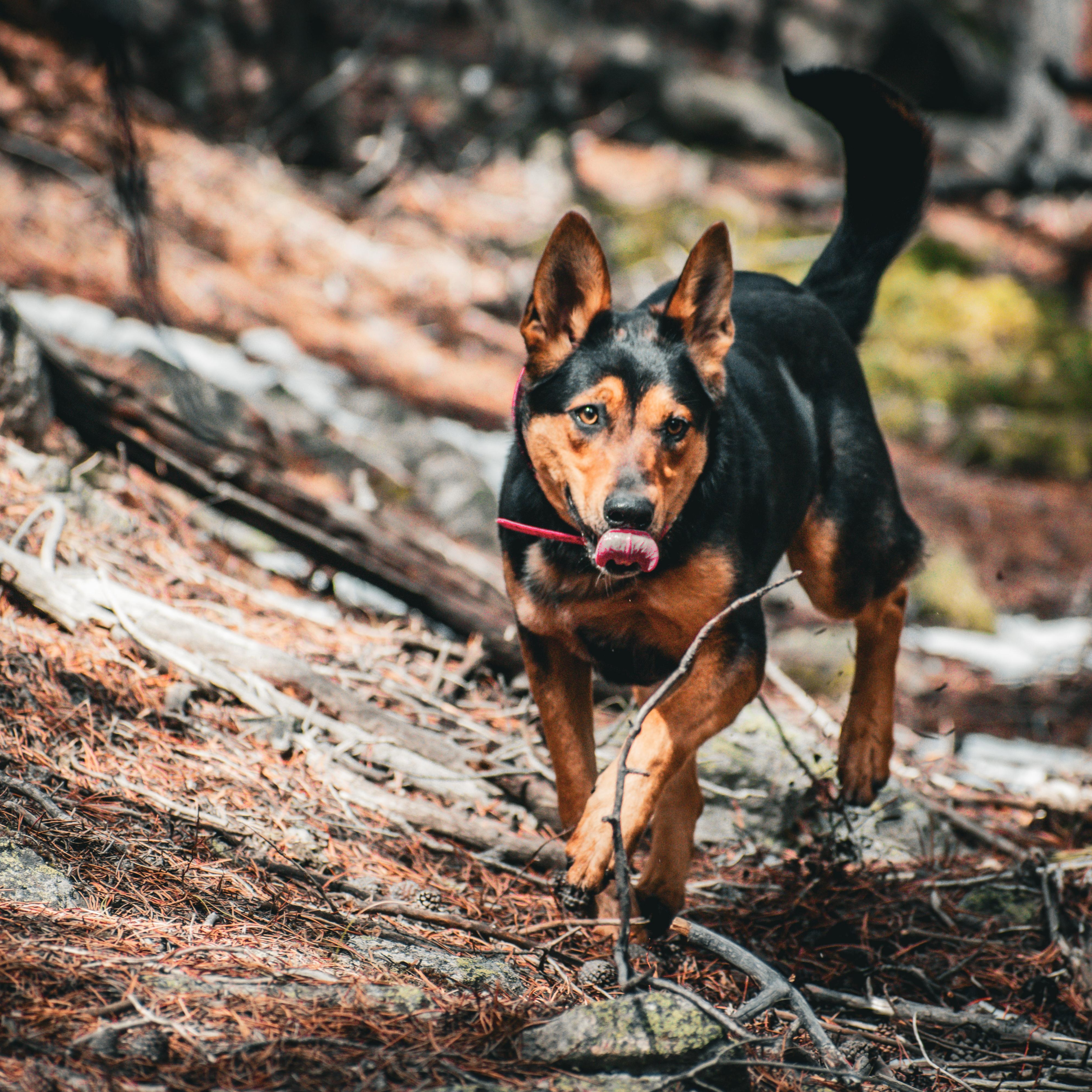 Enlarge Ellie-Mae, a ADOPTABLE mixed breed in Billings, MT image 4/5