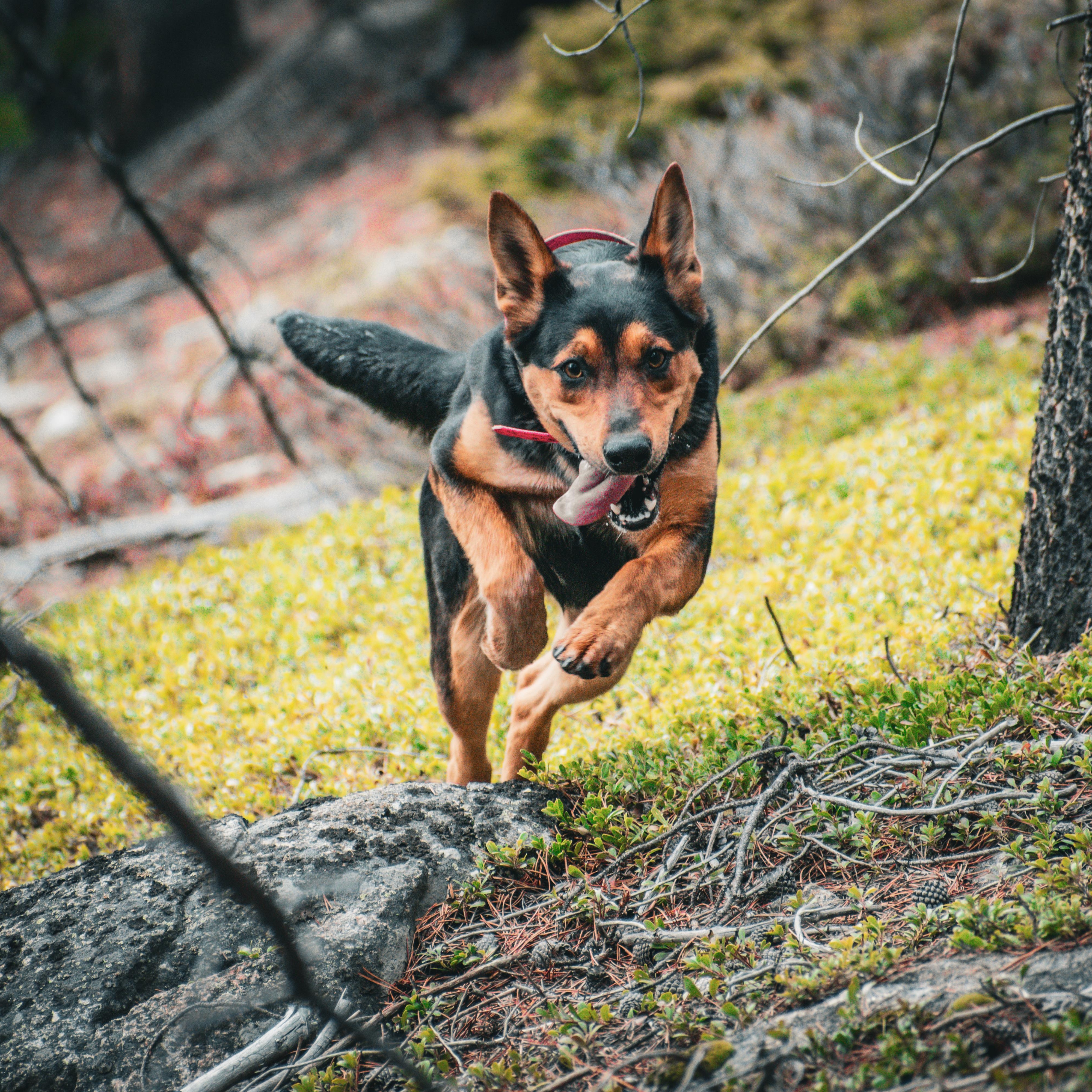 Enlarge Ellie-Mae, a ADOPTABLE mixed breed in Billings, MT image 3/5