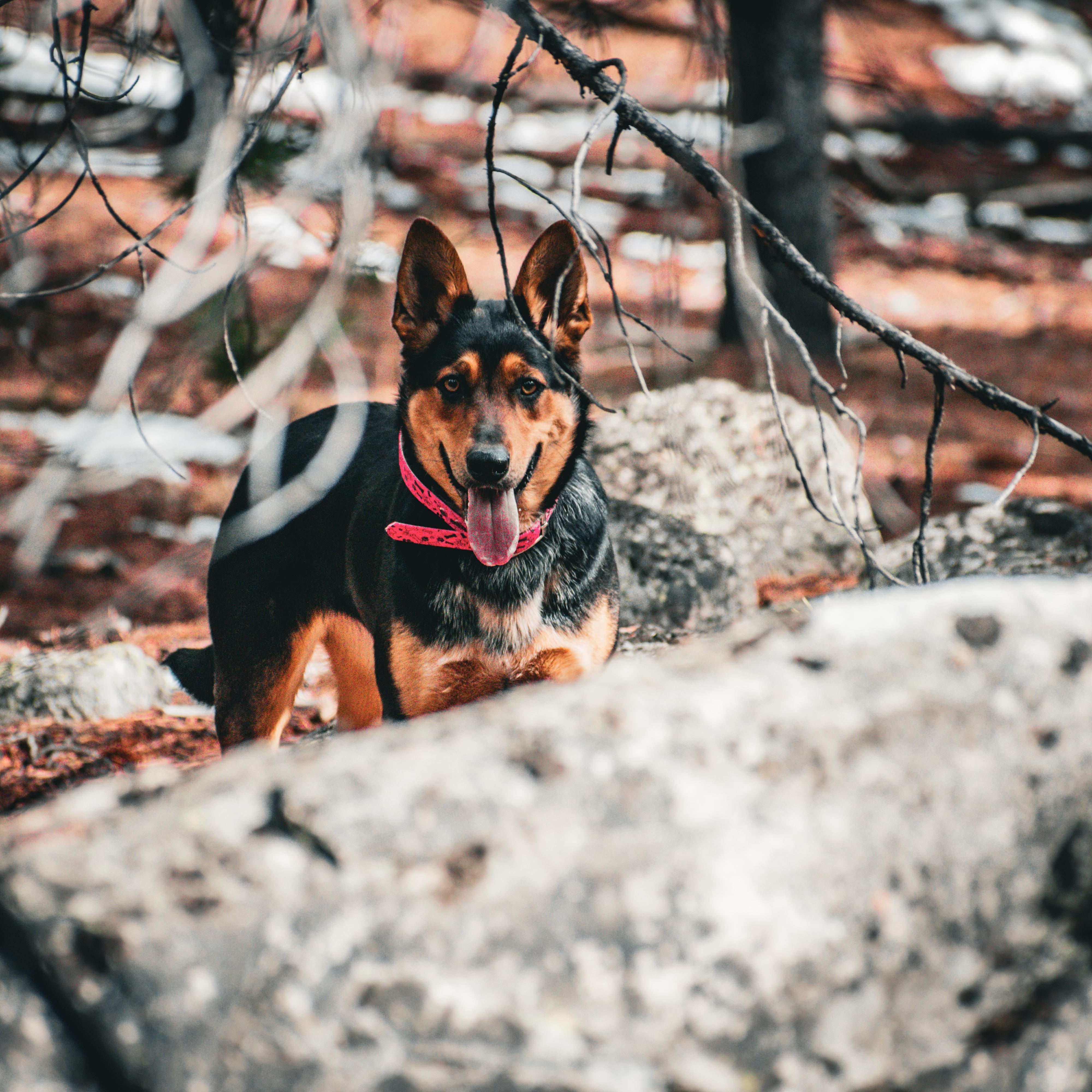 Enlarge Ellie-Mae, a ADOPTABLE mixed breed in Billings, MT image 1/5