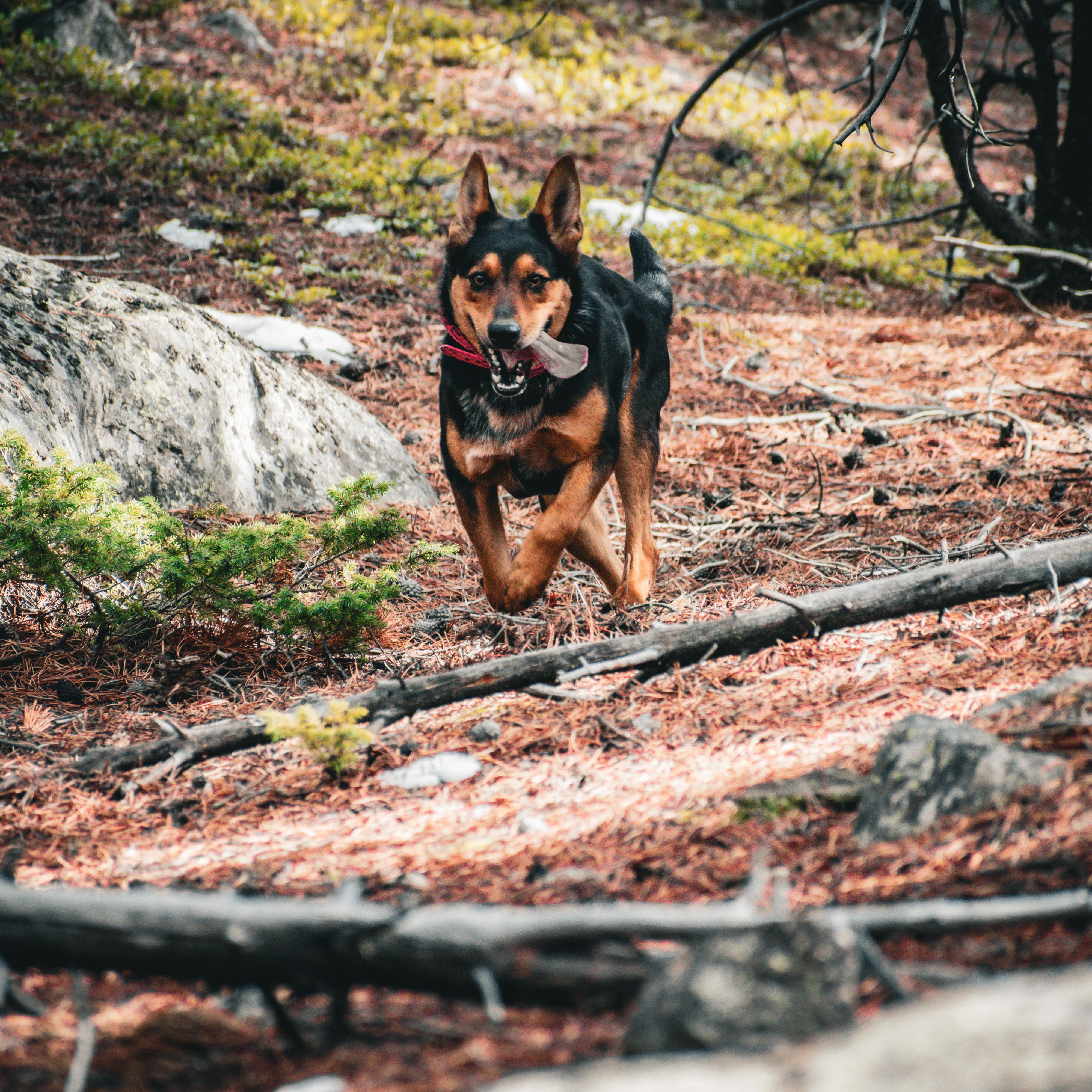Enlarge Ellie-Mae, a ADOPTABLE mixed breed in Billings, MT image 2/5
