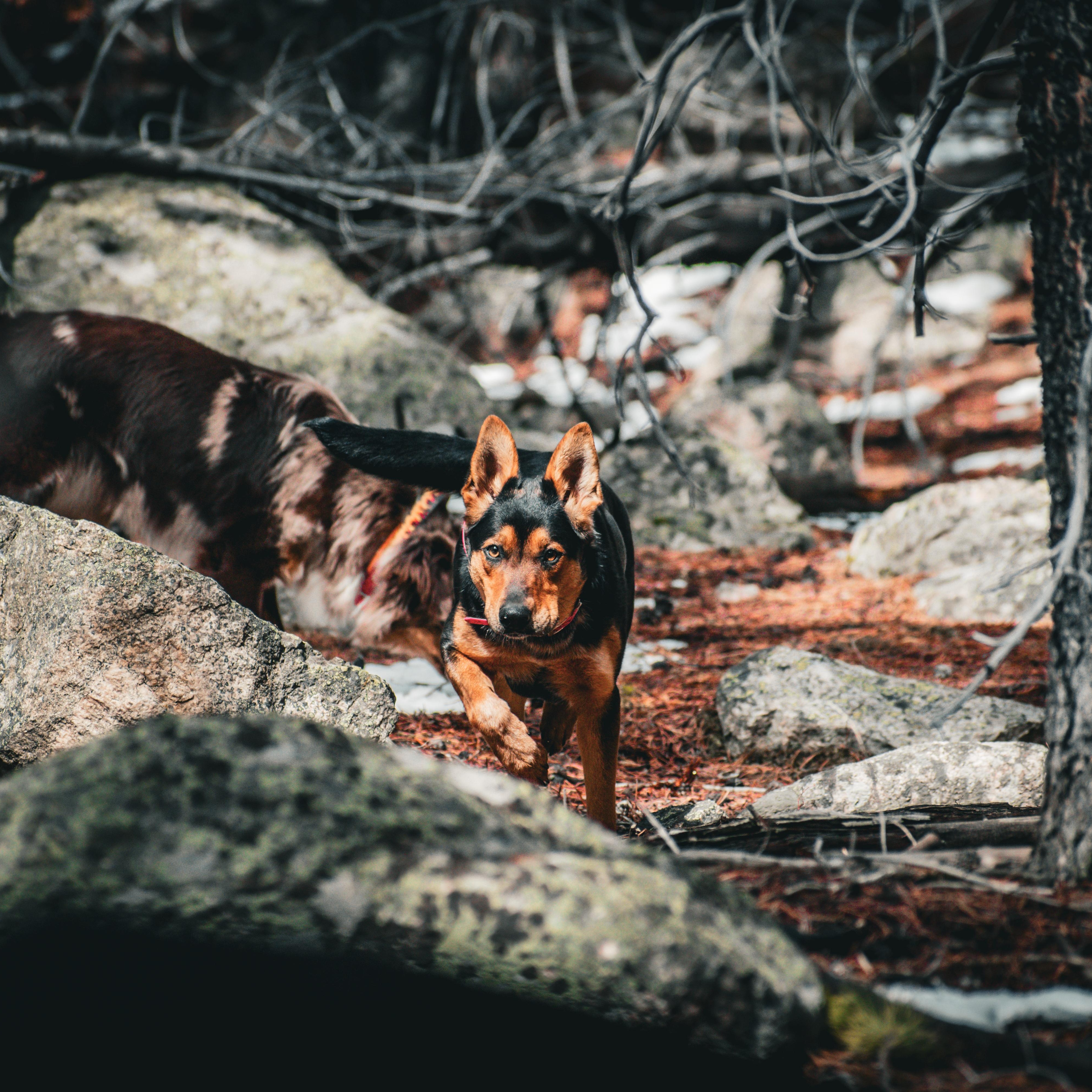 Enlarge Ellie-Mae, a ADOPTABLE mixed breed in Billings, MT image 5/5