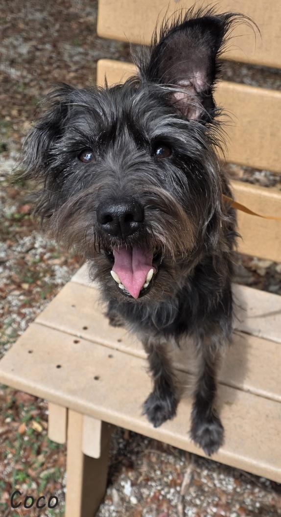 Coco, an adopted mixed breed in Key Largo, FL image 1/6