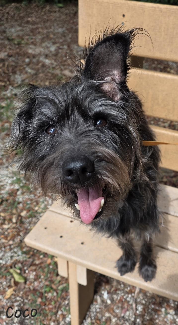 Coco, an adopted mixed breed in Key Largo, FL image 2/6