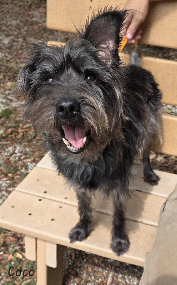 Coco, an adopted mixed breed in Key Largo, FL image 5/6