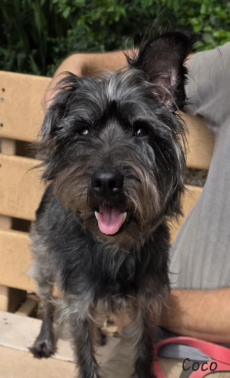 Coco, an adopted mixed breed in Key Largo, FL image 3/6