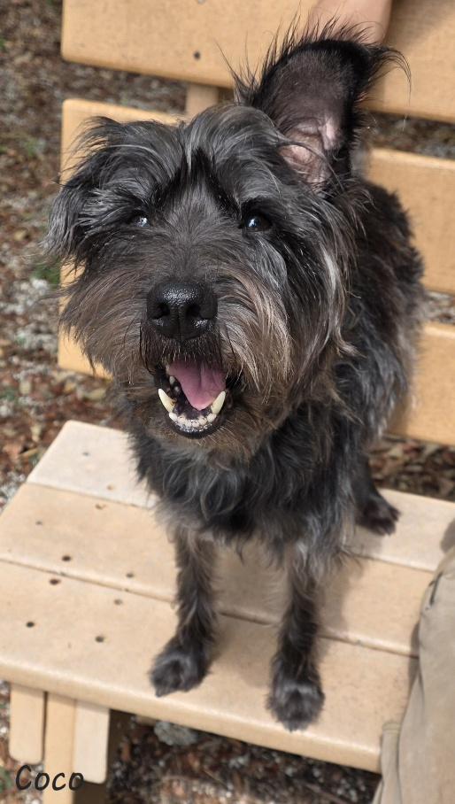 Coco, an adopted mixed breed in Key Largo, FL image 4/6