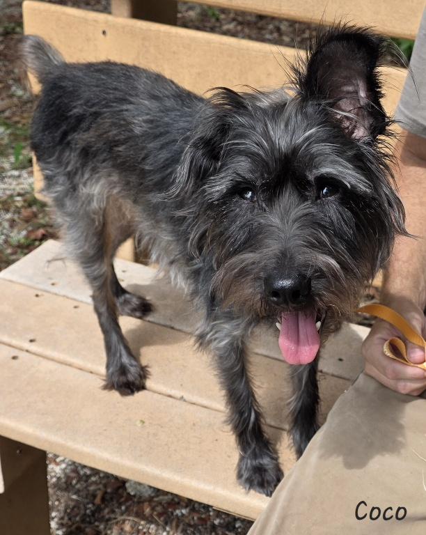 Coco, an adopted mixed breed in Key Largo, FL image 6/6