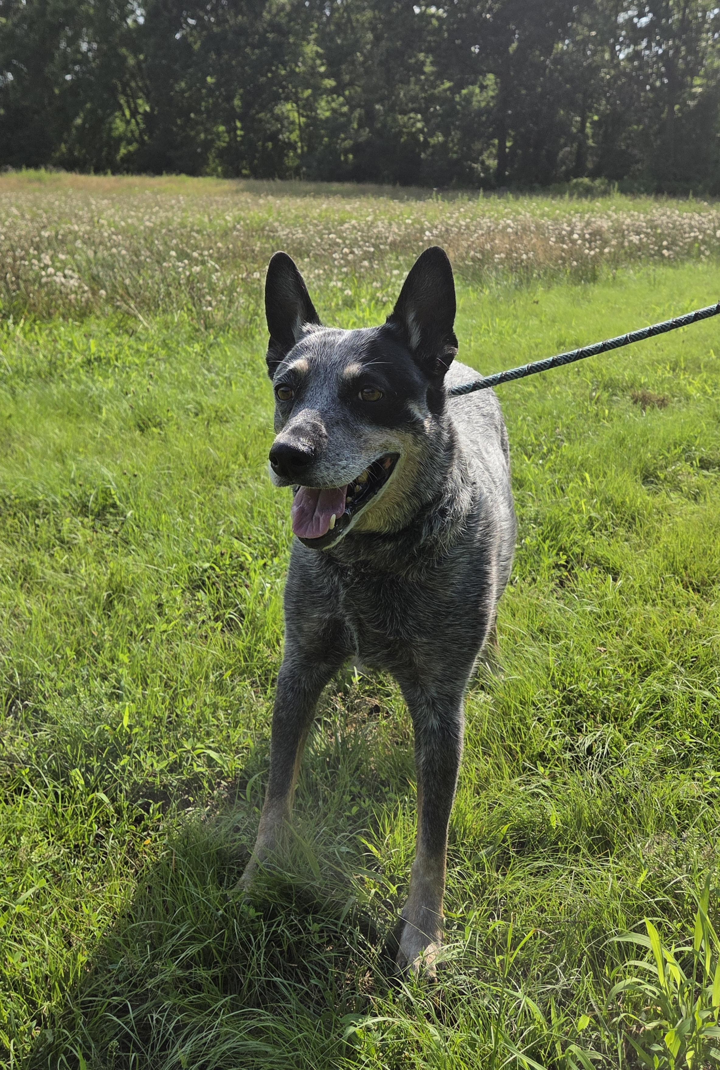 Enlarge Belle, an adopted Australian Cattle Dog / Blue Heeler in Pilesgrove, NJ image 4/4