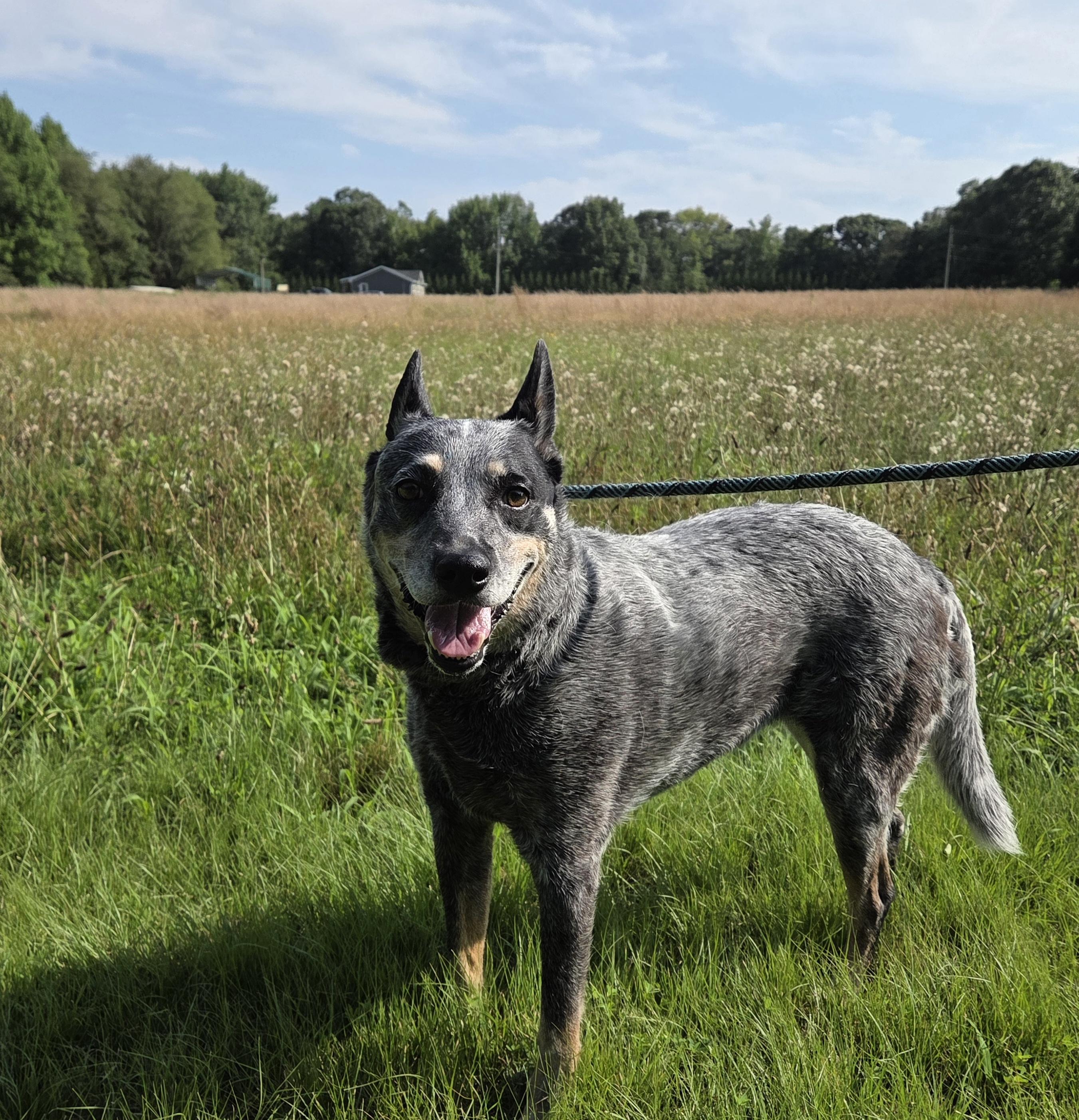 Enlarge Belle, an adopted Australian Cattle Dog / Blue Heeler in Pilesgrove, NJ image 1/4