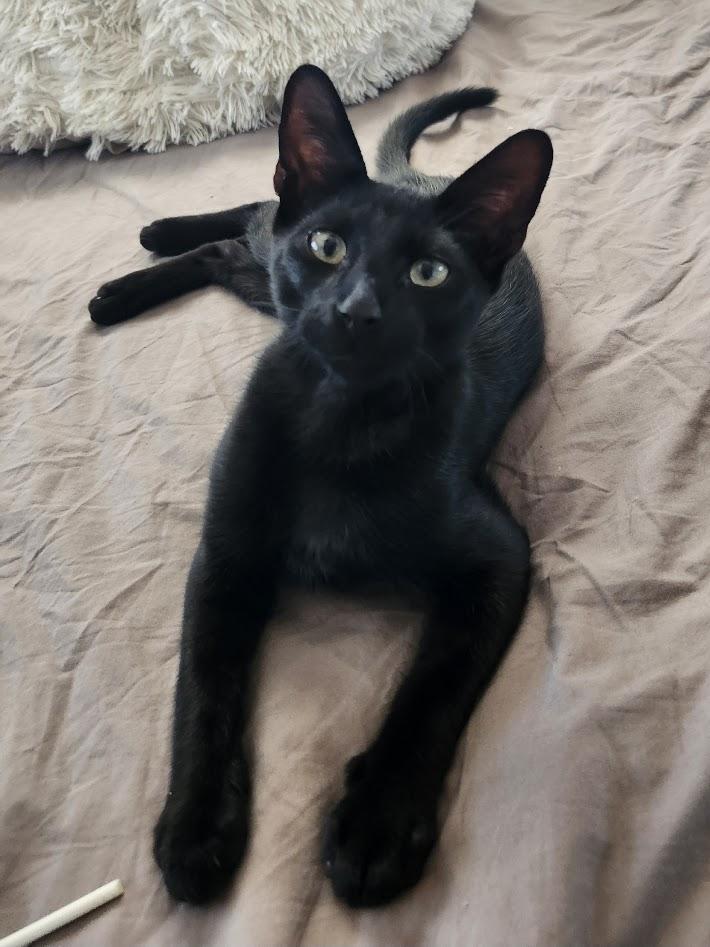 Enlarge Dobby, an adopted American Shorthair in Inglewood, CA image 5/6
