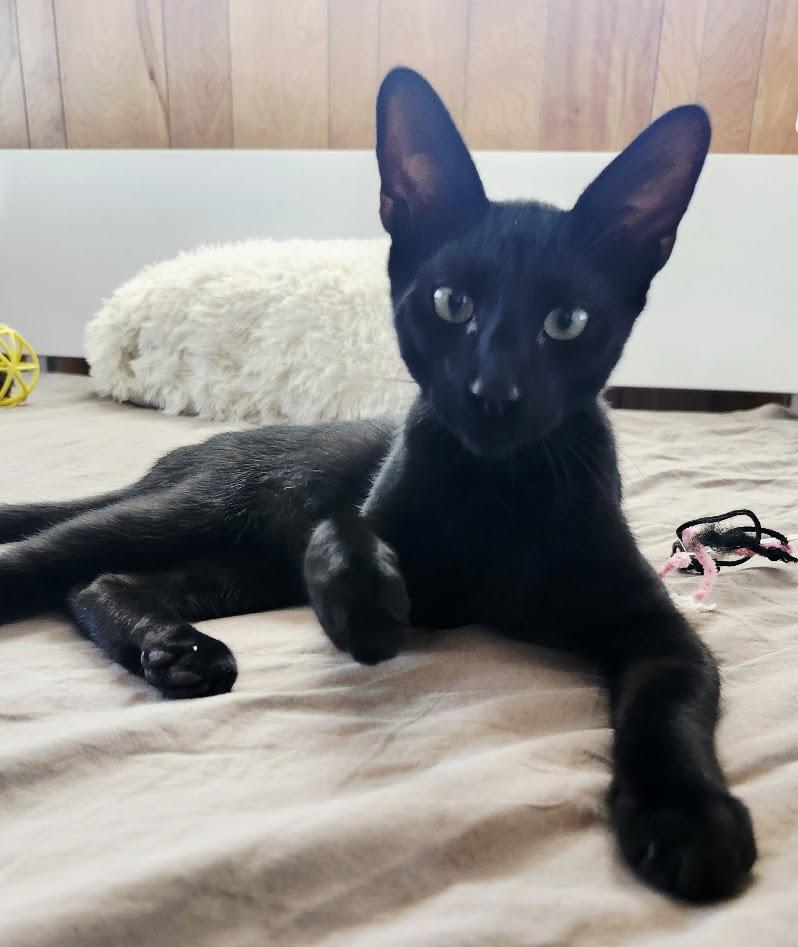 Enlarge Dobby, an adopted American Shorthair in Inglewood, CA image 6/6