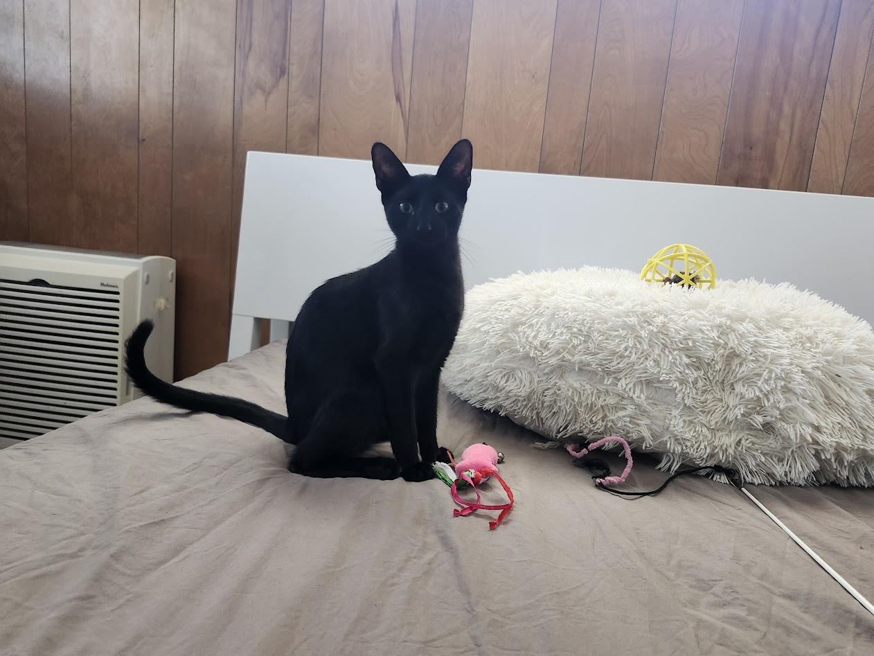 Enlarge Dobby, an adopted American Shorthair in Inglewood, CA image 3/6