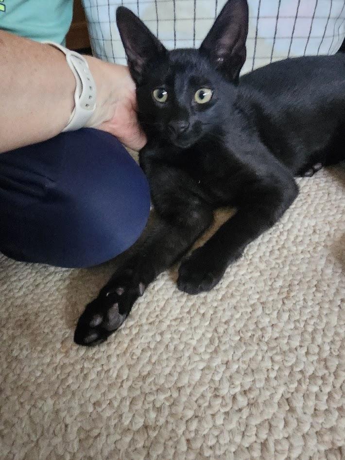 Enlarge Dobby, an adopted American Shorthair in Inglewood, CA image 1/6