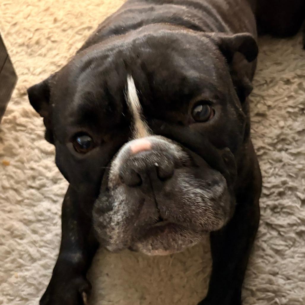 Clyde, Adoptable, Adult Male French Bulldog.