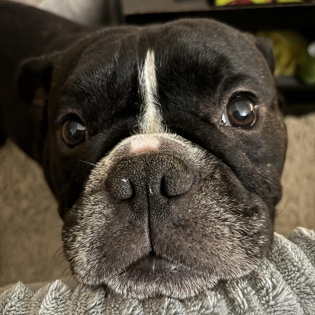 Clyde, a Adoptable mixed breed in San Mateo, CA image 2/3