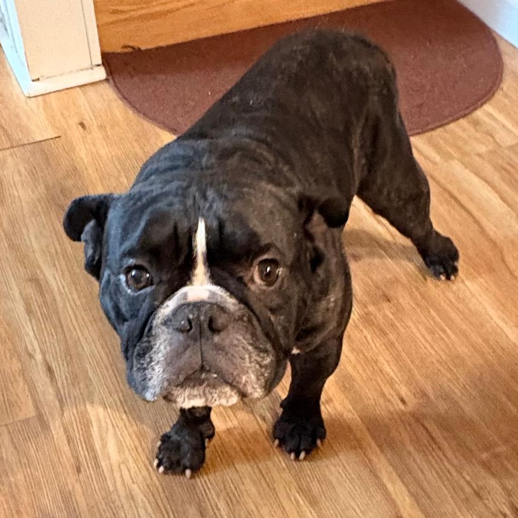 Clyde, a Adoptable mixed breed in San Mateo, CA image 3/3