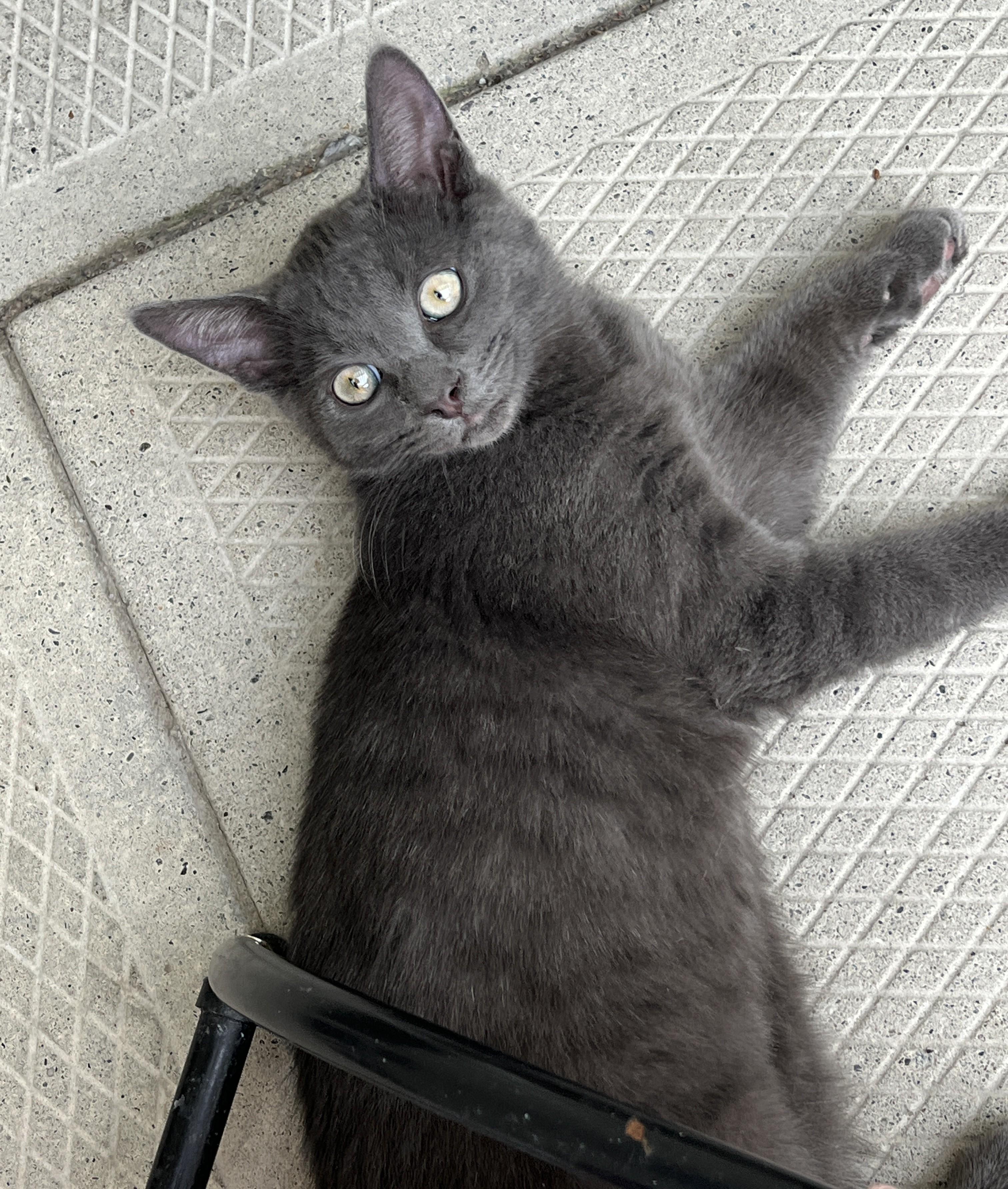 ORION (CR-SC), a Adoptable Domestic Short Hair in Sainte-Angele-de-Monnoir, QC image 2/5