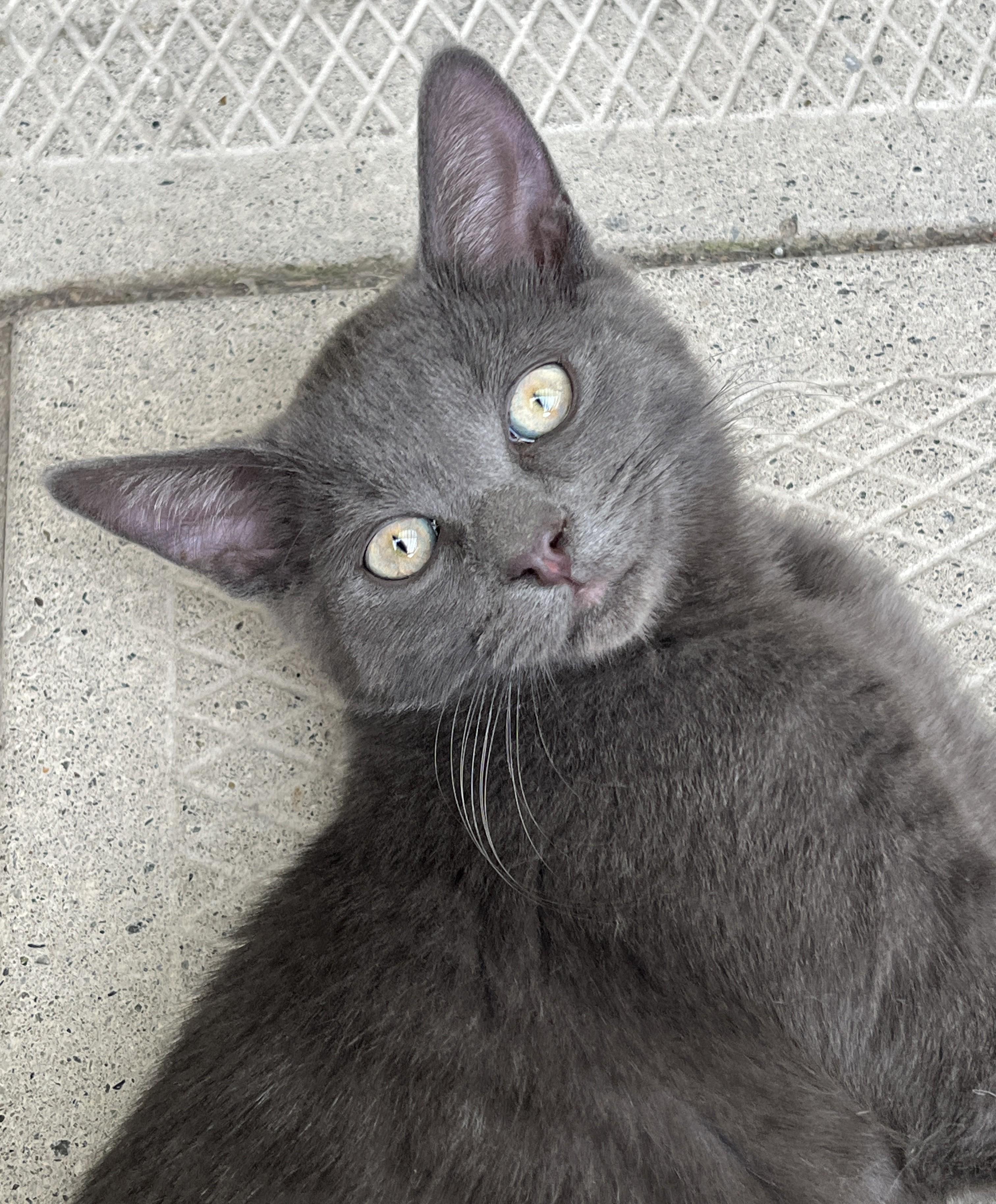 ORION (CR-SC), a Adoptable Domestic Short Hair in Sainte-Angele-de-Monnoir, QC image 3/5
