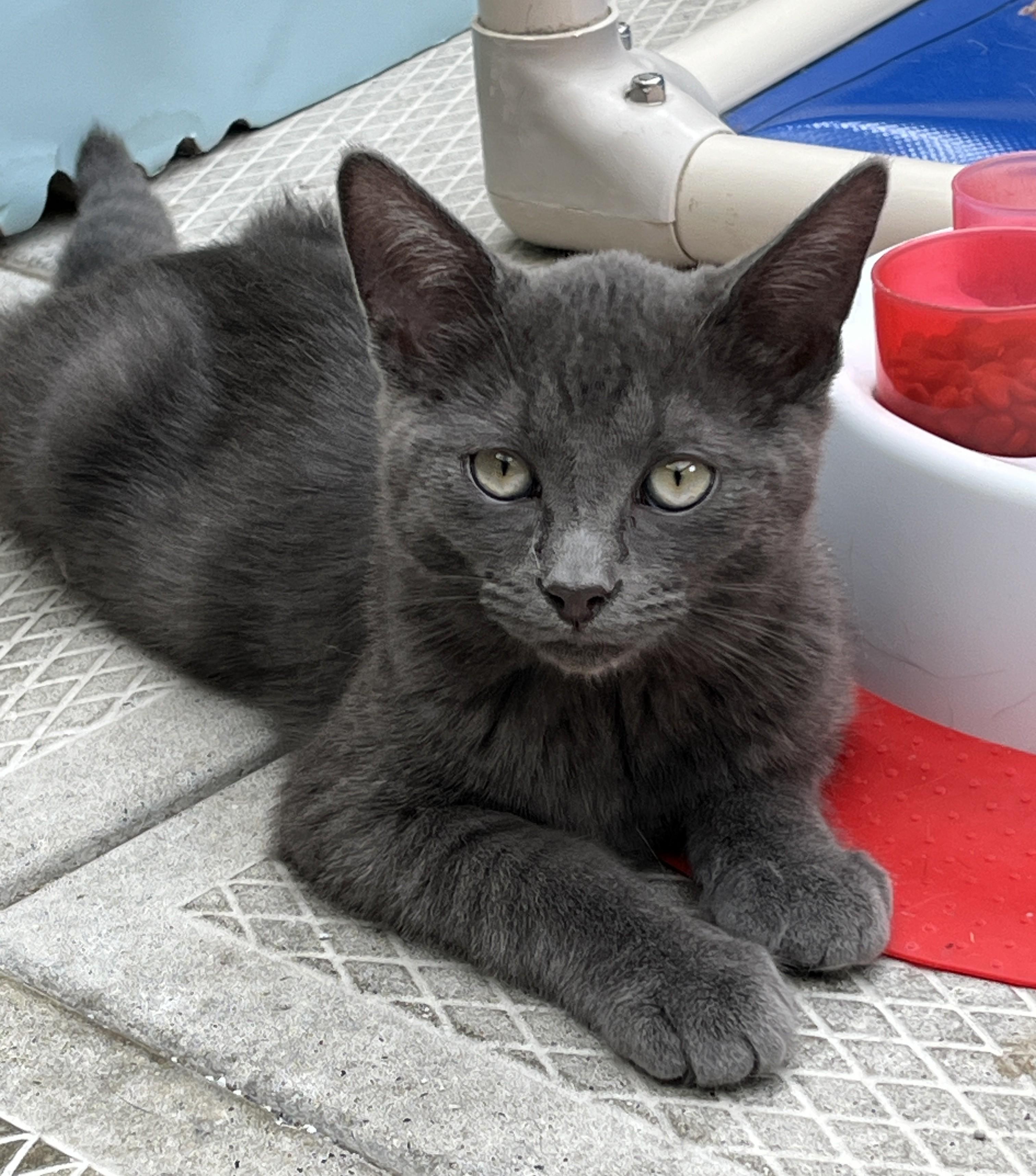 ORION (CR-SC), a Adoptable Domestic Short Hair in Sainte-Angele-de-Monnoir, QC image 4/5