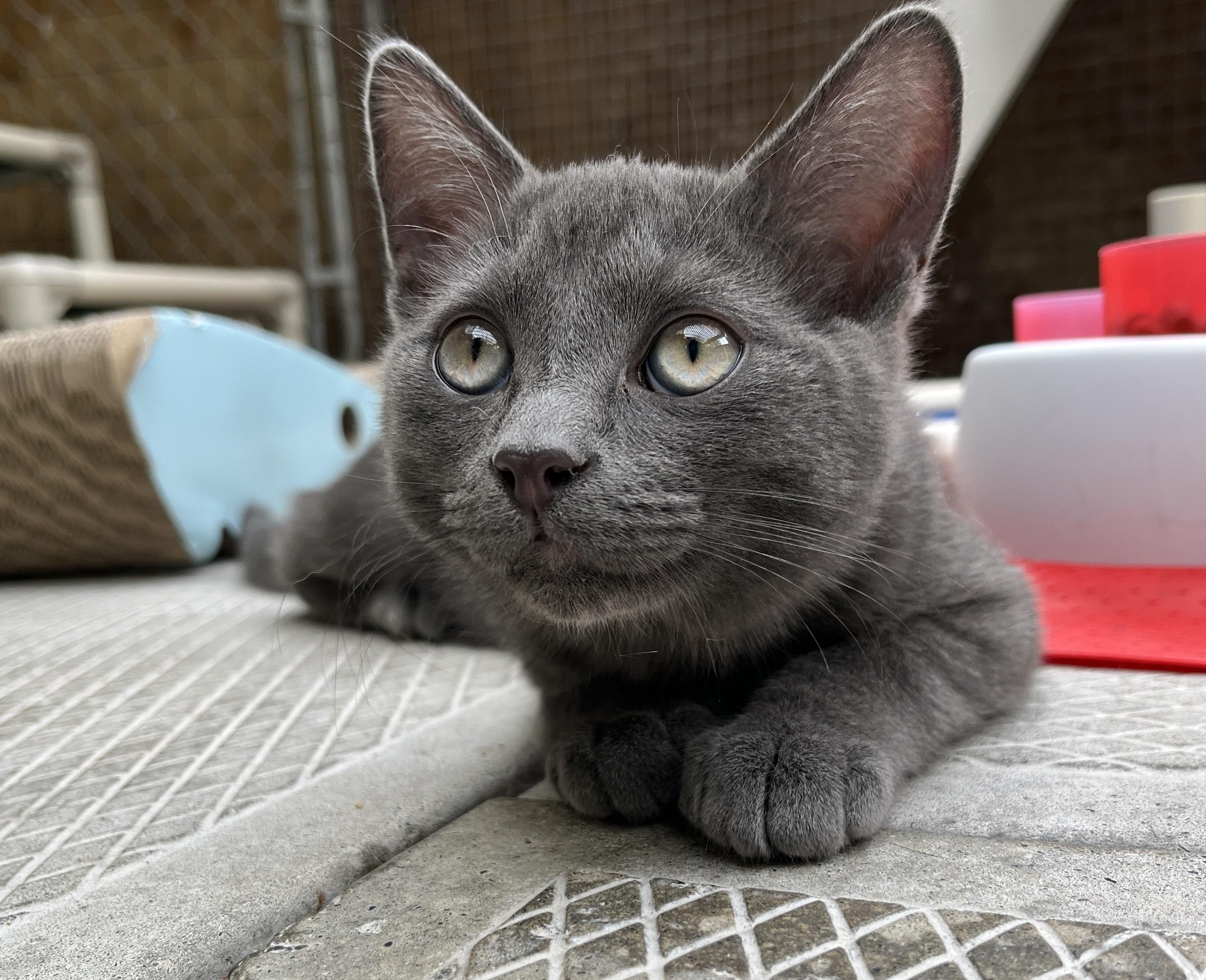 ORION (CR-SC), Adoptable, Kitten Male Domestic Short Hair.