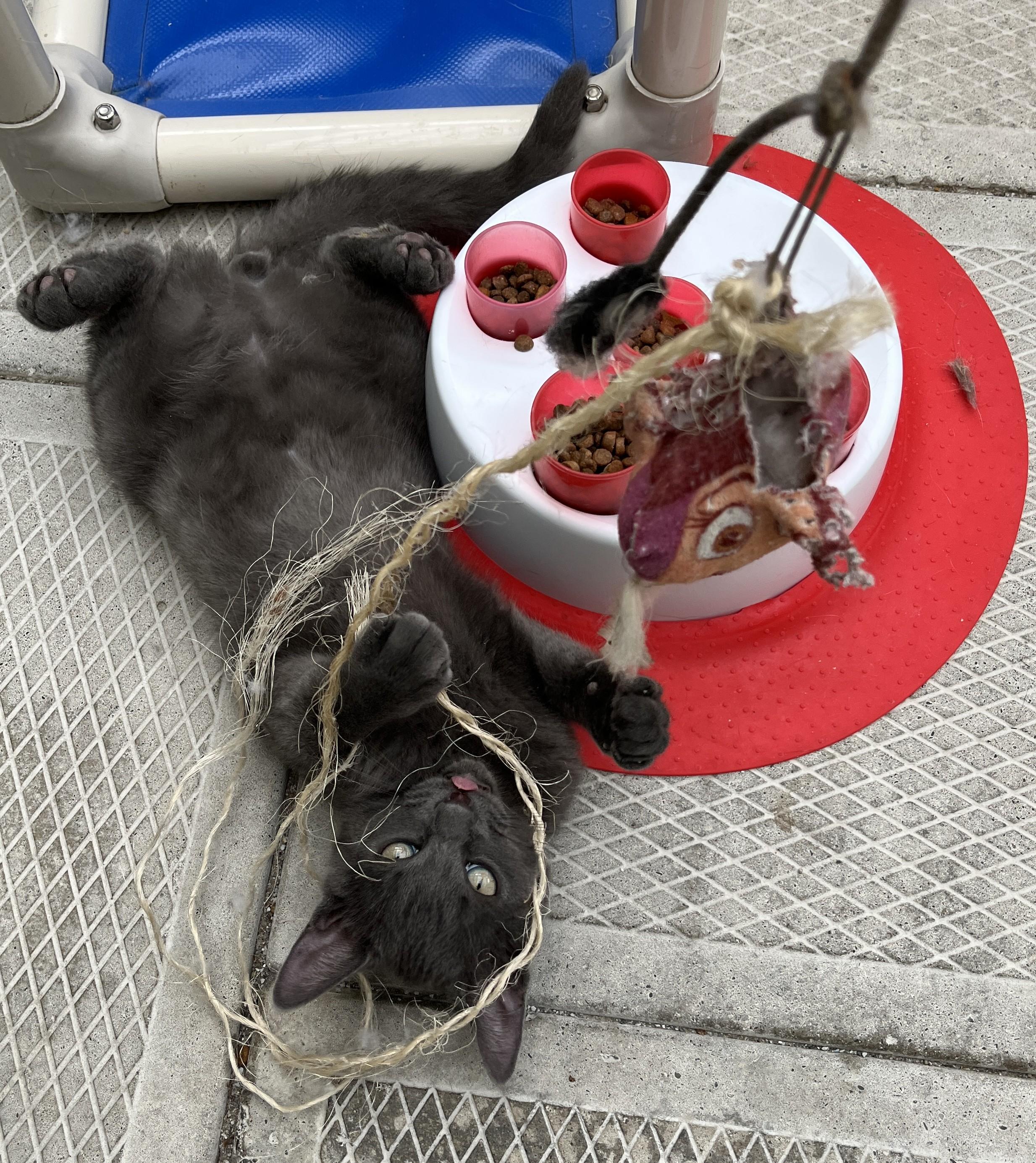 ORION (CR-SC), a Adoptable Domestic Short Hair in Sainte-Angele-de-Monnoir, QC image 5/5