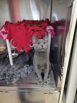 Chanterelle, a Adoptable mixed breed in Pleasanton, CA image 1/3
