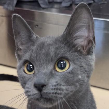 Chanterelle, a Adoptable mixed breed in Pleasanton, CA image 2/3