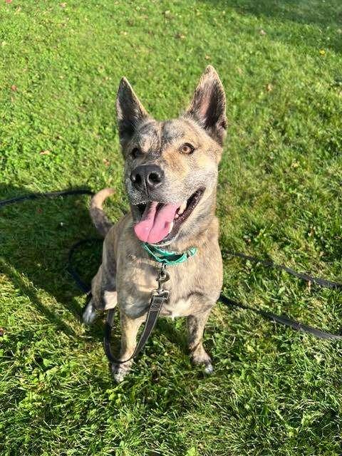 MARZ, an adoptable Mixed Breed in Ironwood, MI, 49938 | Photo Image 1