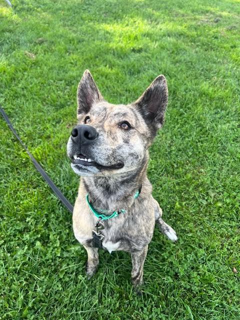 MARZ, a Adoptable Mixed Breed in Ironwood, MI image 2/4