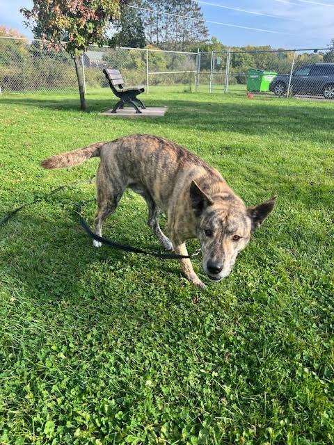 MARZ, a Adoptable Mixed Breed in Ironwood, MI image 3/4