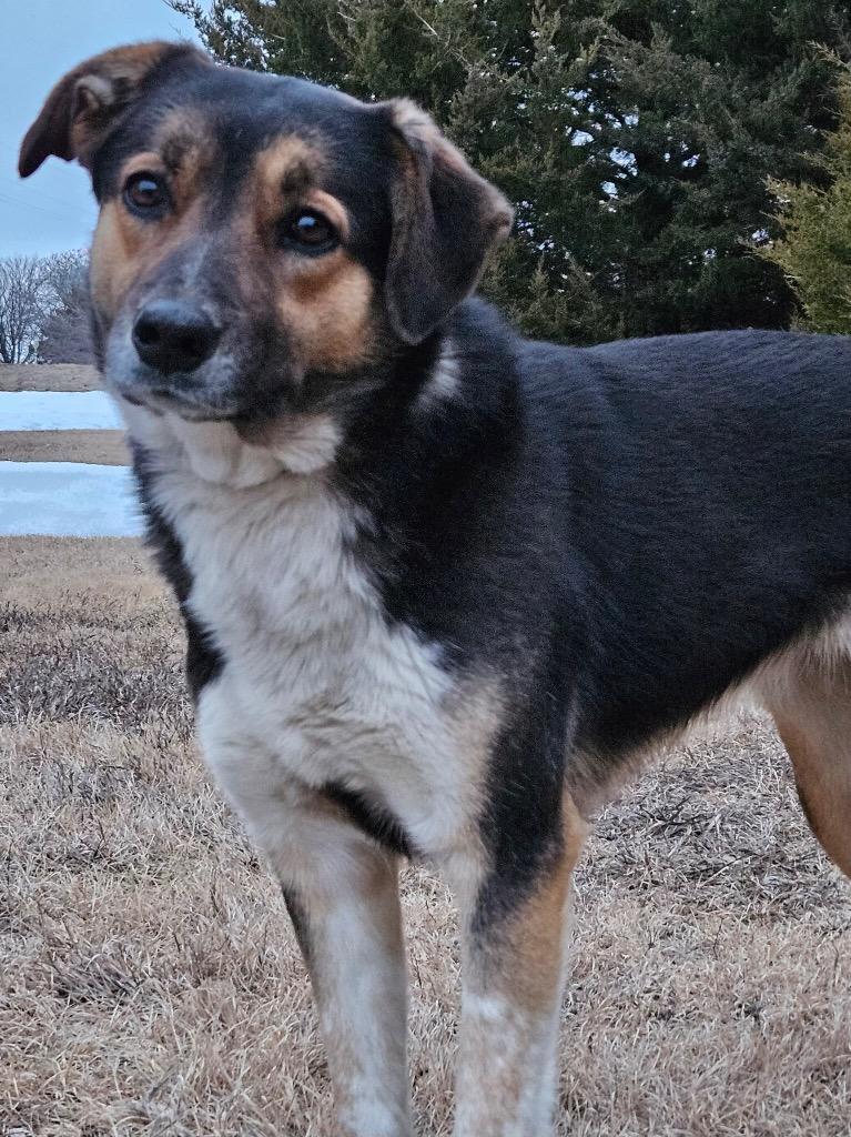 Mecha, Adoptable, Adult Female Australian Shepherd & German Shepherd Dog.
