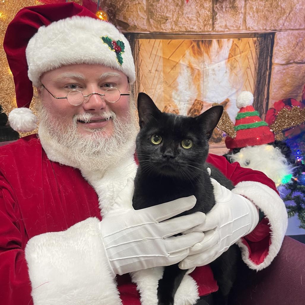 Paul, Adoptable, Adult Male Domestic Short Hair.