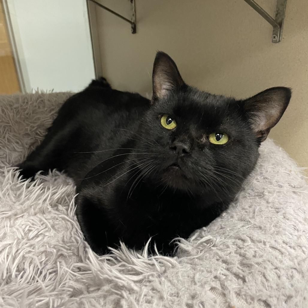 Enlarge Paul, a Adoptable Domestic Short Hair in Dickinson, TX image 2/4