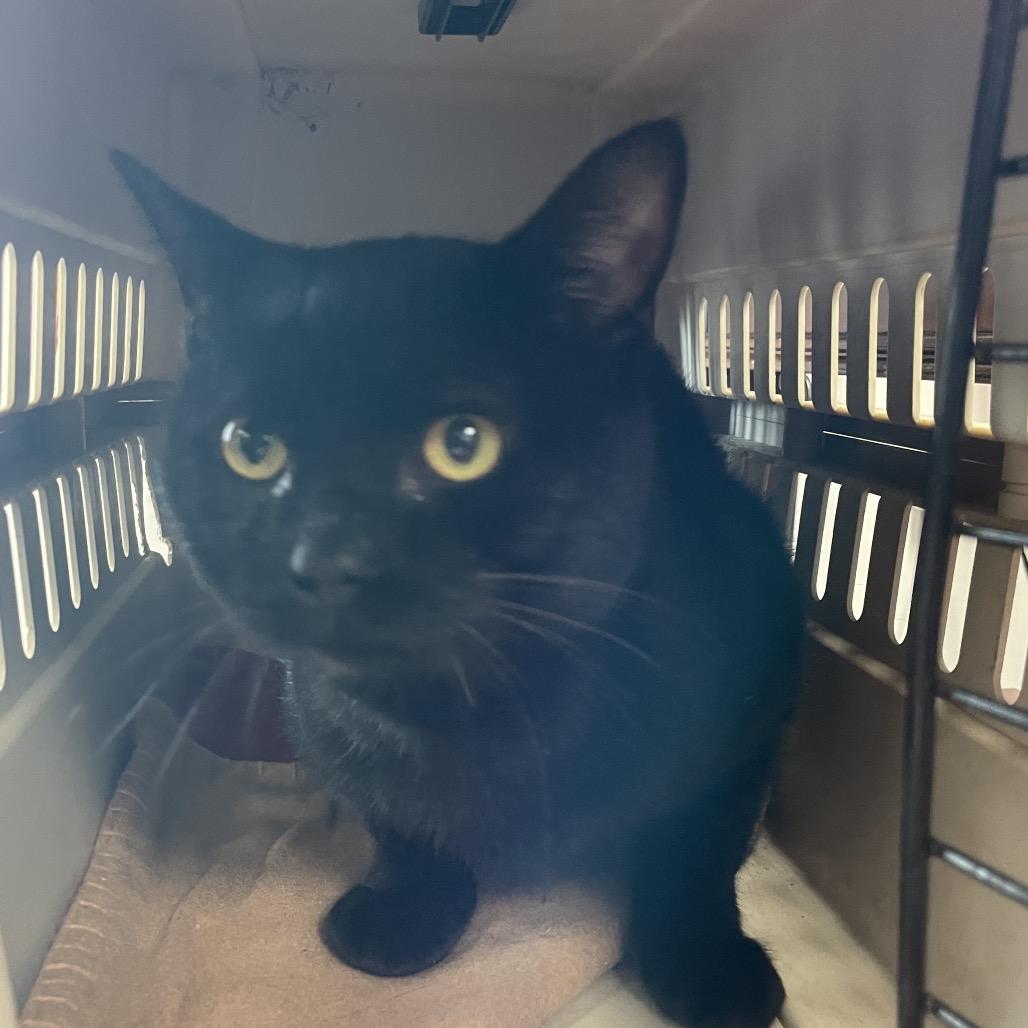 Enlarge Paul, a Adoptable Domestic Short Hair in Dickinson, TX image 3/4