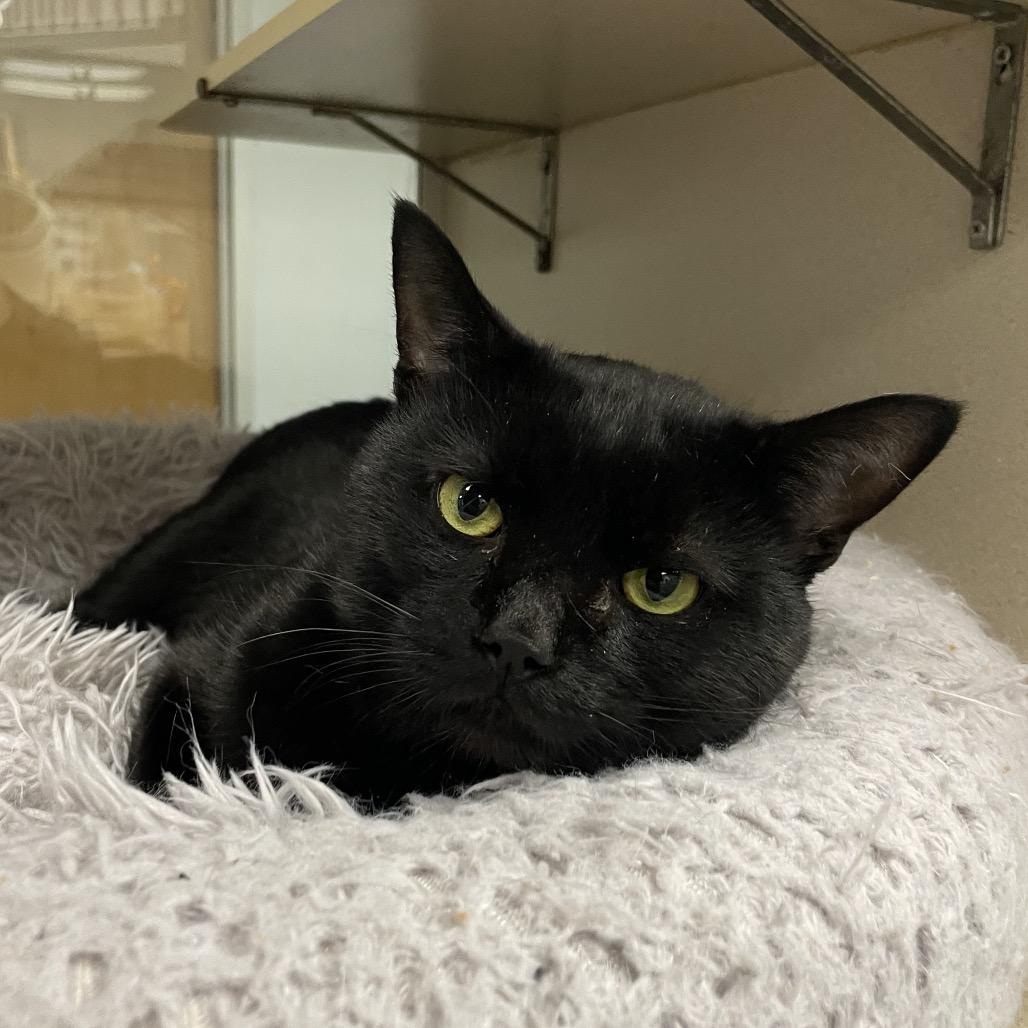 Enlarge Paul, a Adoptable Domestic Short Hair in Dickinson, TX image 4/4