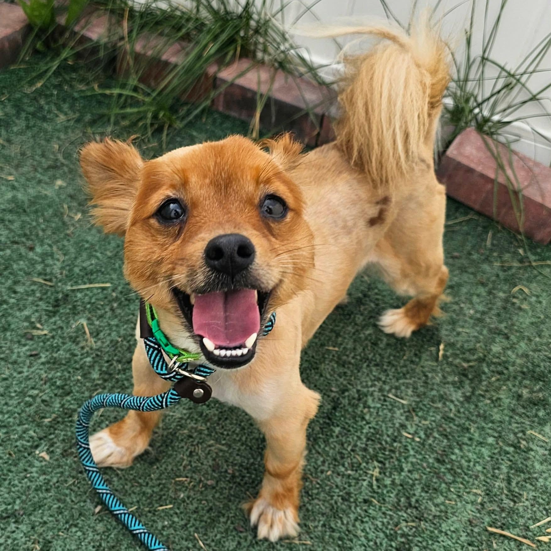 Enlarge Fluffy Puppy, a ADOPTABLE mixed breed in Minooka, IL image 2/3