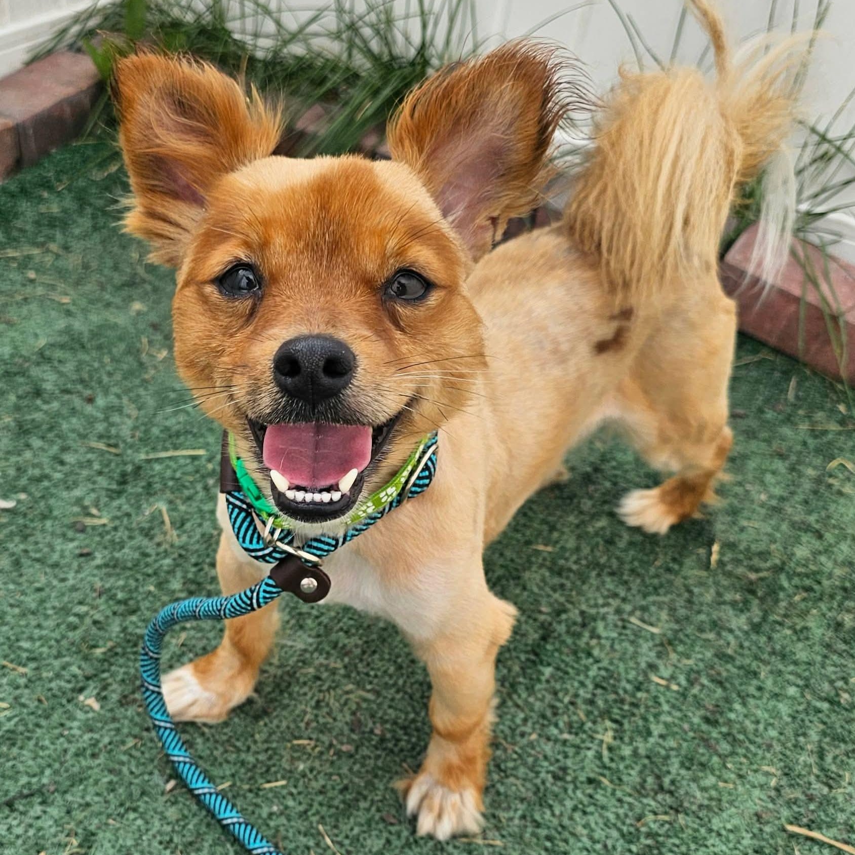 Enlarge Fluffy Puppy, a ADOPTABLE mixed breed in Minooka, IL image 1/3