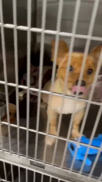 Enlarge Fluffy Puppy, a ADOPTABLE mixed breed in Minooka, IL video 3/3