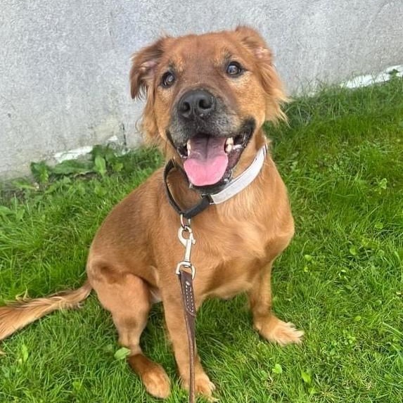 Enlarge Tater, a ADOPTABLE mixed breed in Alma, MI image 1/1