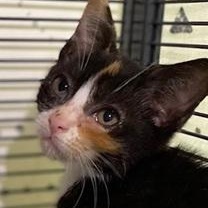 Enya, Adoptable, Kitten Female Domestic Short Hair.