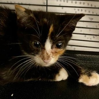 Enlarge Enya, a Adoptable Domestic Short Hair in Ocean Isle Beach, NC image 2/2