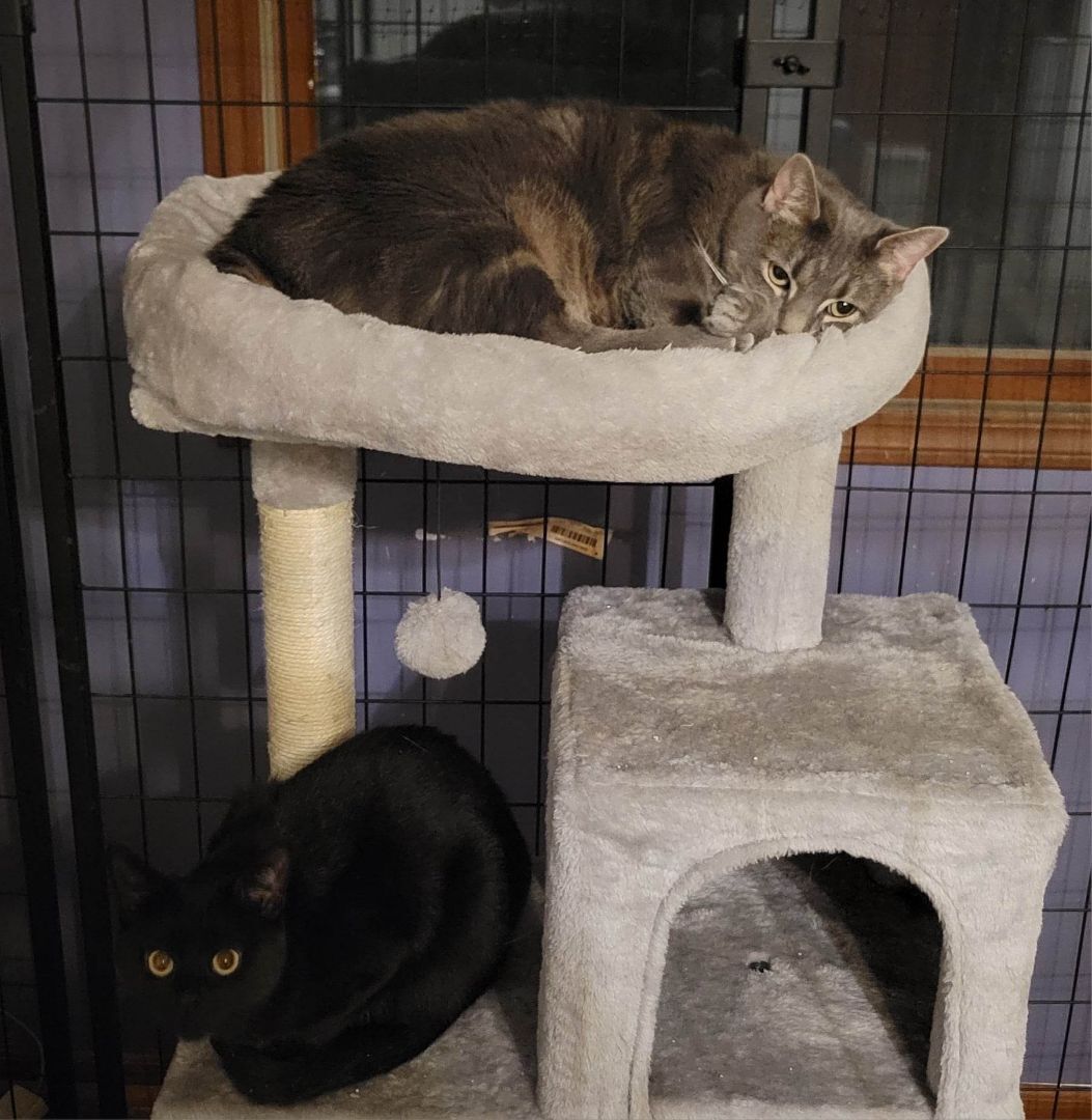 Enlarge Abbey - Chonky Chonk Badonkadonk, a Adoptable Domestic Short Hair in Crown Point, IN image 4/6