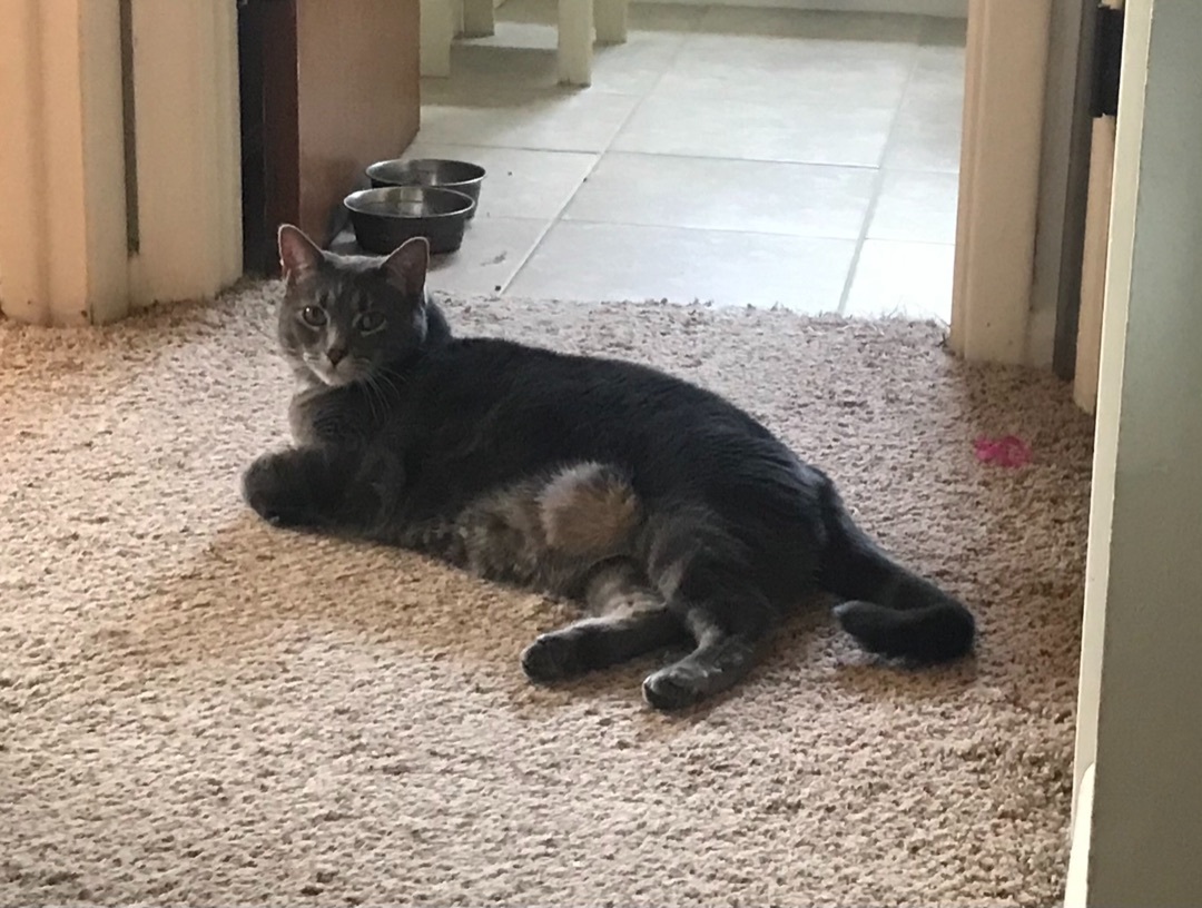 Enlarge Abbey - Chonky Chonk Badonkadonk, a Adoptable Domestic Short Hair in Crown Point, IN image 5/6