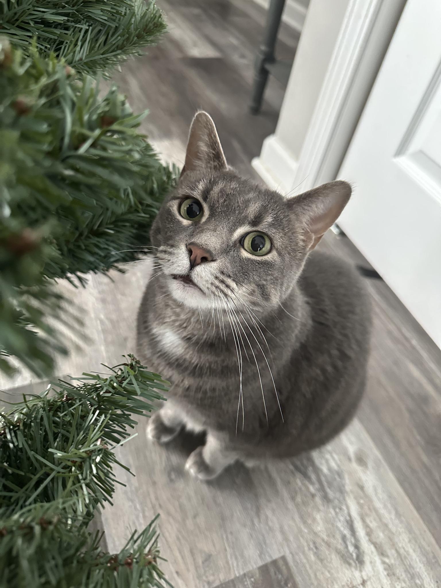 Abbey - Chonky Chonk Badonkadonk, Adoptable, Adult Female Domestic Short Hair.